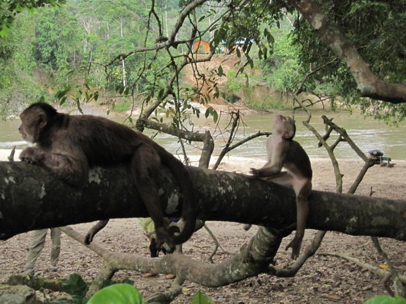 Grand Selva Lodge & Tours Тена Екстериор снимка